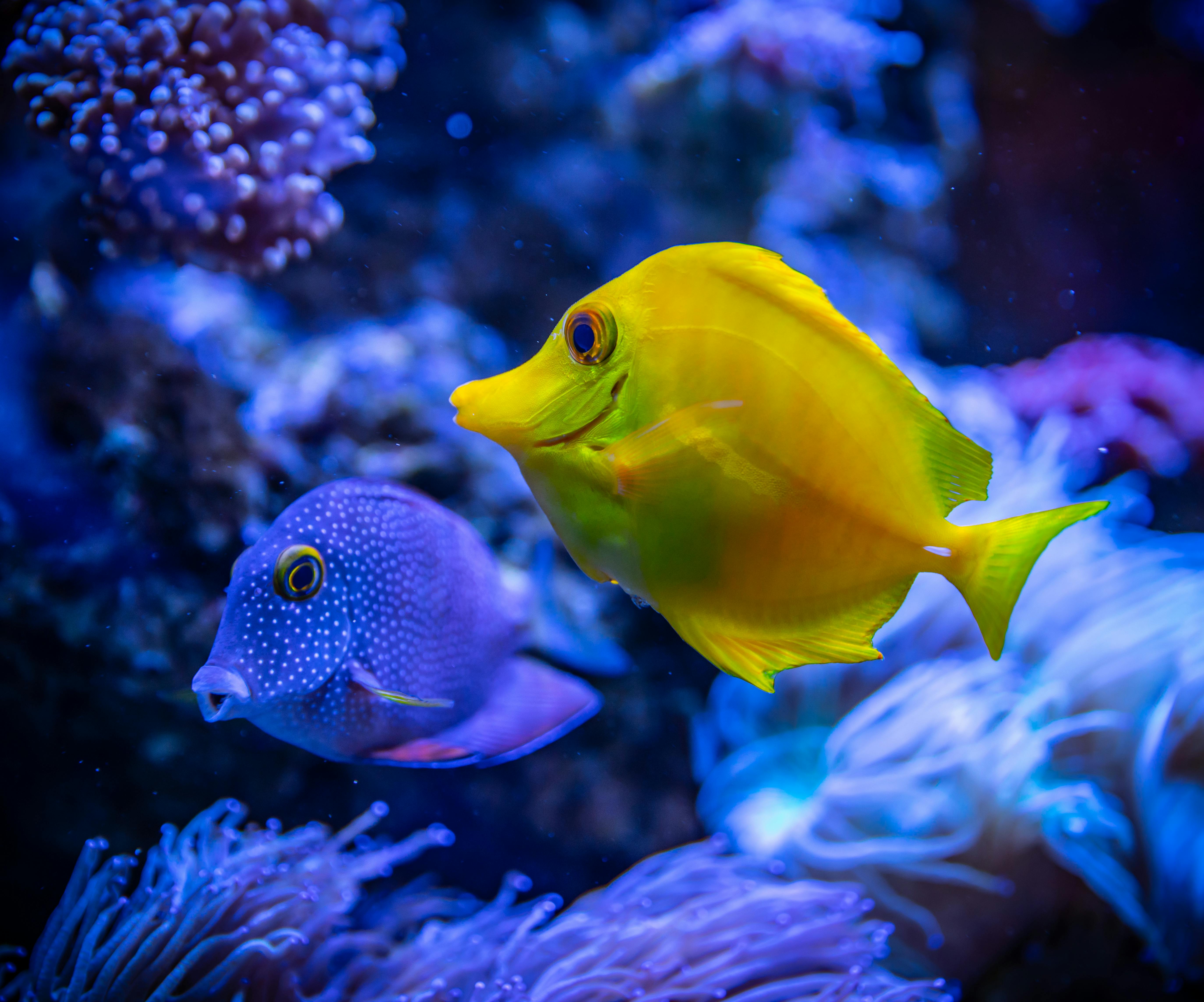 poisson multicolore